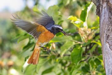 Gartenrotschwanz (Phoenicurus phoenicurus) Männchen