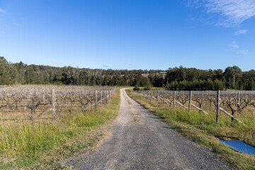 Fototapeta na wymiar Gravel road in between vineyards.