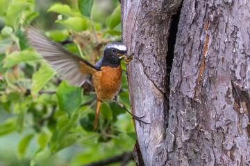 Gartenrotschwanz (Phoenicurus phoenicurus) Männchen