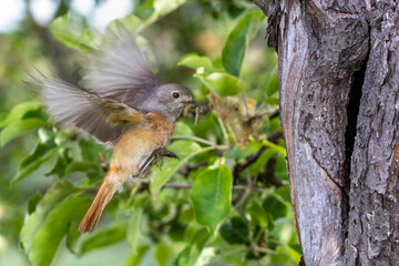 Gartenrotschwanz (Phoenicurus phoenicurus) Weibchen