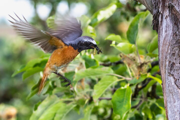 Gartenrotschwanz (Phoenicurus phoenicurus) Männchen