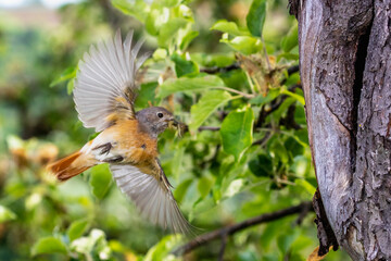 Gartenrotschwanz (Phoenicurus phoenicurus) Weibchen