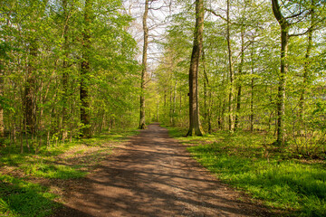 Fototapeta premium Spring in German Forest