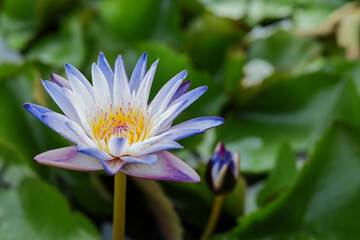 purple lotus flower