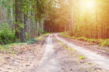 Obraz premium Spring forest road sunlight view. Road in autumn,spring,summer forest. Spring forest road urban path.