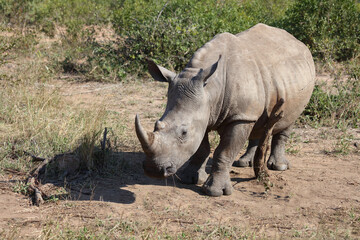 Obraz premium Breitmaulnashorn / Square-lipped rhinoceros / Ceratotherium Simum