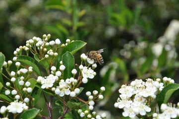 Pszczoły w ogrodzie na kwiatach ognika, owady zapylające kwiaty - obrazy, fototapety, plakaty