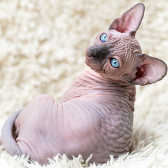 Portrait of Canadian Sphynx Cat kitten with big blue eyes looking at camera, lying on white carpet with long pile. Rear view of expression hairless female kitten.