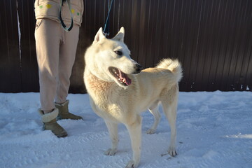 White purebred dog Laika stands in the snow with its owner. Winter walk with a pet