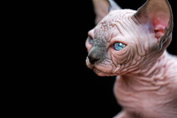 Portrait of Canadian Sphynx kitten with big blue eyes on black background. Studio shot, copy space.