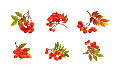 Rowan Branches with Berry Clusters and Pinnate Leaves Vector Set - obrazy, fototapety, plakaty