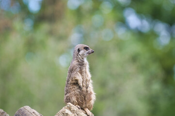 suricate