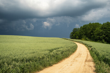 Rural landscape with a country road between wheat field and forest