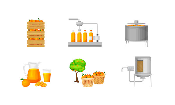 Orange Juice Production with Harvesting, Cleaning and Extraction Stages Vector Illustration Set
