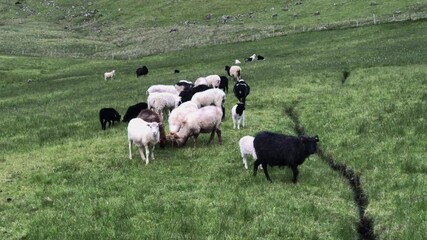 A herd of sheep standing on top of a lush green field