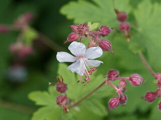 Fleur de Géranium biokovo ou Geranium cantabrigiense à pétales blanc, longues étamines et anthères rosâtre sur tige rouge pourpré entouré d'un feuillage rond et palmé vert