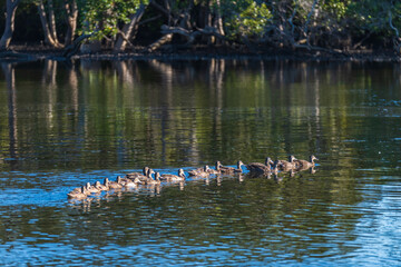 A raft of mallard ducks in the water