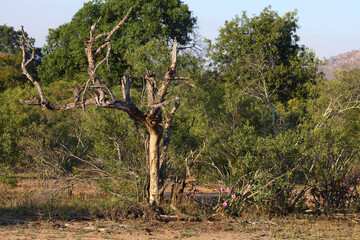 Fototapeta na wymiar Afrikanischer Busch / African Bush /