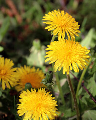 Dandelion flowers blooming close - up view