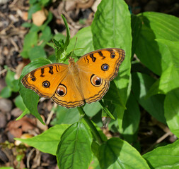 The Peacock Pansy (Junonia almana) butterfly on leaf with natural green background, Pattern similar to the eyes on the wing of orange color insect