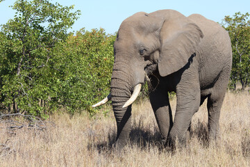 Fototapeta premium Afrikanischer Elefant / African elephant / Loxodonta africana
