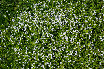 A meadow of blooming blue forget-me-nots in the sunlight. Floral background with soft diffused focus