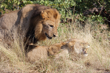 Afrikanischer Löwe / African lion / Panthera leo..