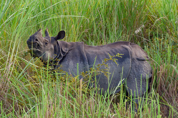 A wild rhino in fields in Chitwan national park, Nepal