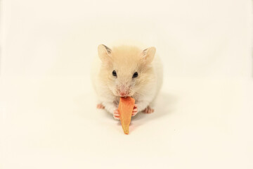 Cute, small, white hamster with appetite eating carrot, low focus, rackfocus