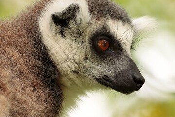 ring lemur