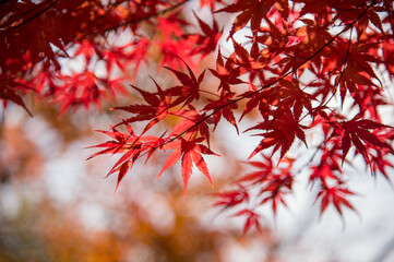 Autumn leafs of Japanese maple in sunshine day.