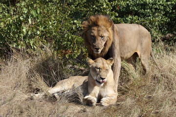 Fototapeta na wymiar Afrikanischer Löwe / African lion / Panthera leo..