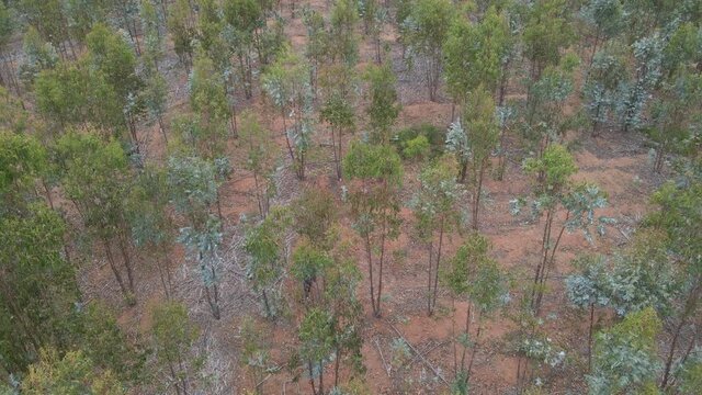 AERIAL - Man walks in a eucalyptus forest, Vichuquen, Chile, wide shot