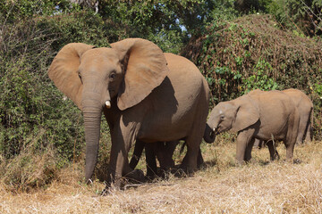 Afrikanischer Elefant / African elephant / Loxodonta africana...