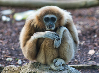 gibbon