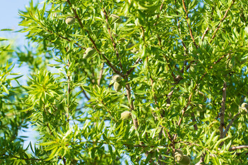 Obraz premium Close-up of green almonds in the almond. Shallow depth of field. Blurry background.