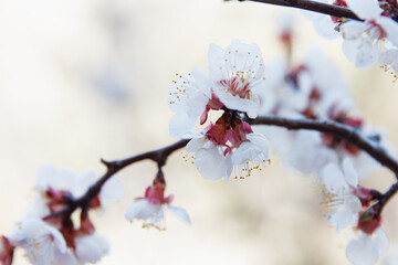 Springtime. Beautiful spring blooming cherry tree, white flowers