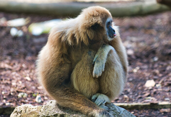 gibbon