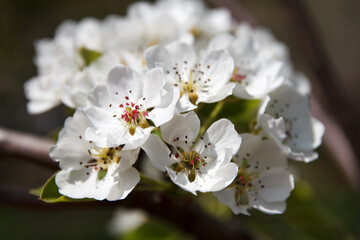 Fototapeta premium Beautiful white flowers, flowering pear tree in the garden