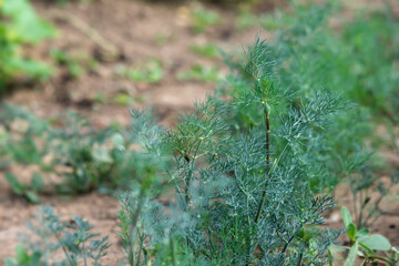 Dill bed close-up. Green food background. The concept of vitamins, growing healthy products on the ground. Fresh young nook grows in the garden. Macro photography, selective focus, copy space