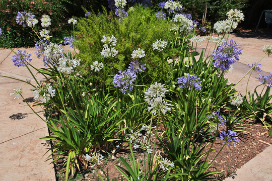 Flowers in Parque Arauco in Santiago, Chile