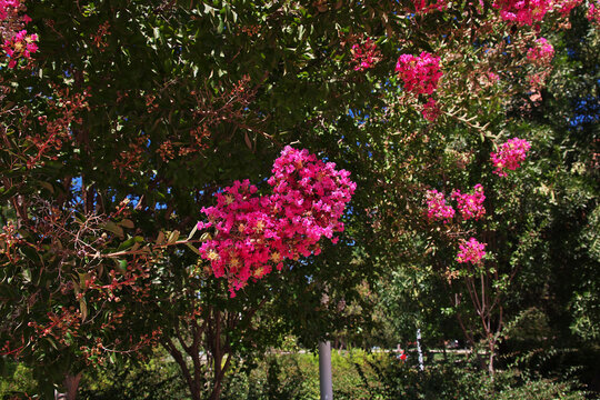 Flowers in Parque Arauco in Santiago, Chile