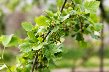 Currant bush with green berries grows in the garden