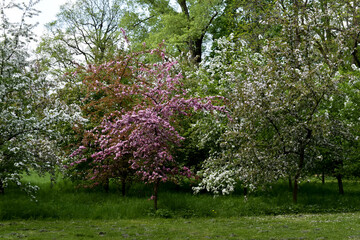 Kolorowe liście drzew w wiosennym ogrodzie.