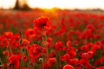 Fototapeta na wymiar Beautiful background with blooming red poppies at sunset