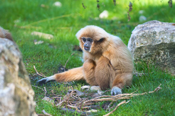 gibbon