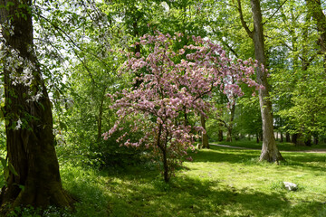 Kolorowe liście drzew w wiosennym ogrodzie.