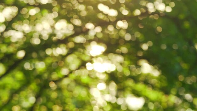 4k stock video footage of defocused green and yellow color abstract blur background. Blurred  effect of sunny sunset spring foliage of trees isolated at sky backdrop