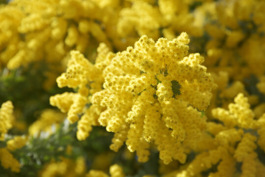 412 Best ギンヨウアカシア Images Stock Photos Vectors Adobe Stock