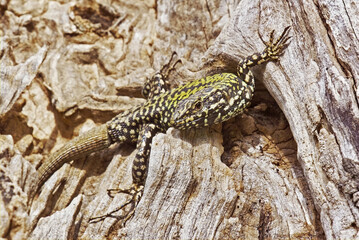 lizard